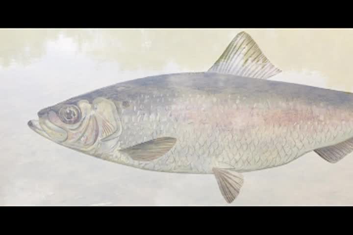 Night Herons & Fish Ladders (2025)